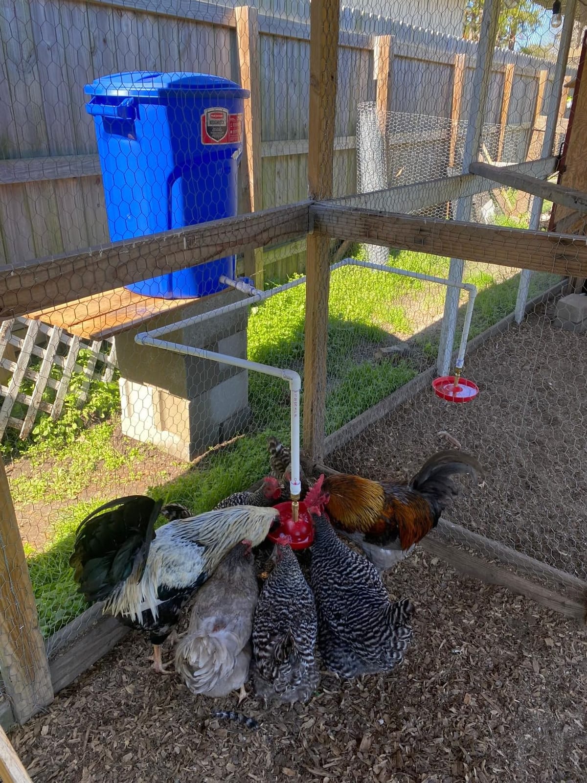 Little Giant® Automatic Poultry Fount | Game Bird Fount | Heavy Duty Plastic | Waterer Bowl with Hose Attachment | 1.5 Quarts customer photo 2