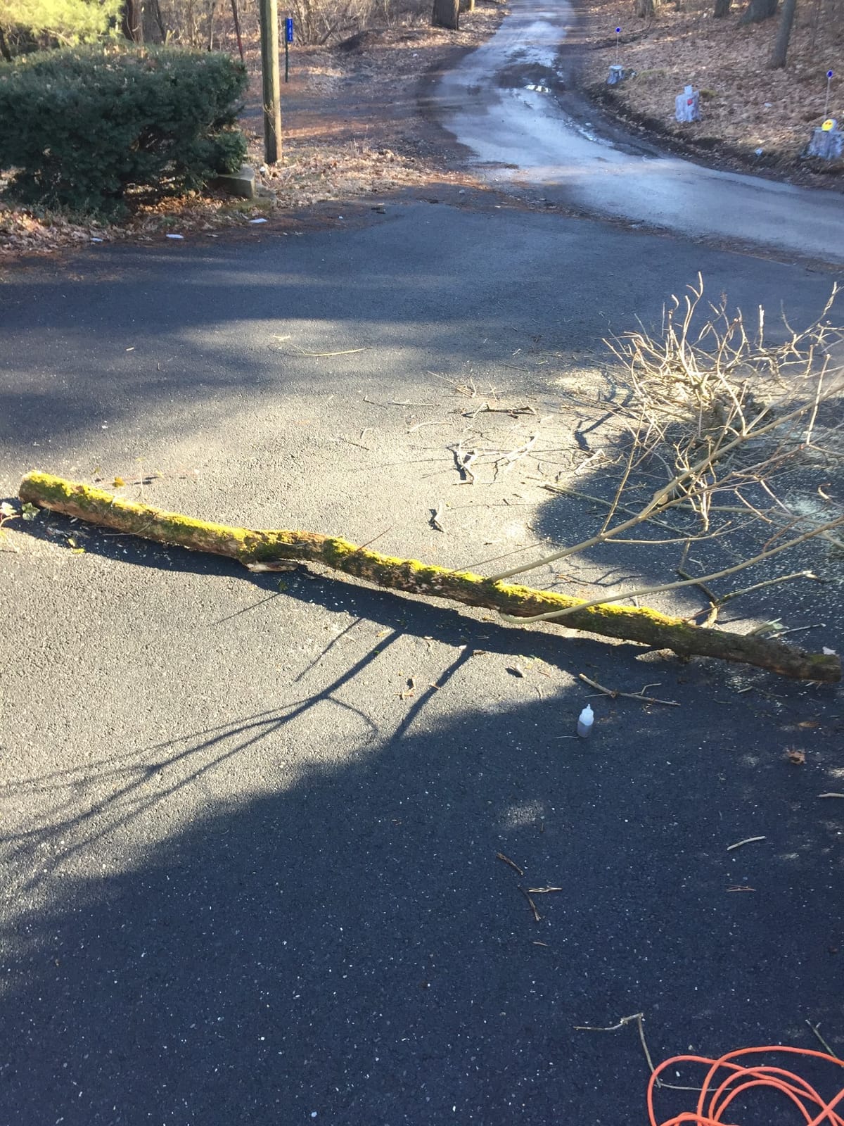 BLACK+DECKER Lopper Chain Saw, 4.5-Amp Pruner, Loppers for Tree Trimming Heavy Duty (LP1000) customer photo 2