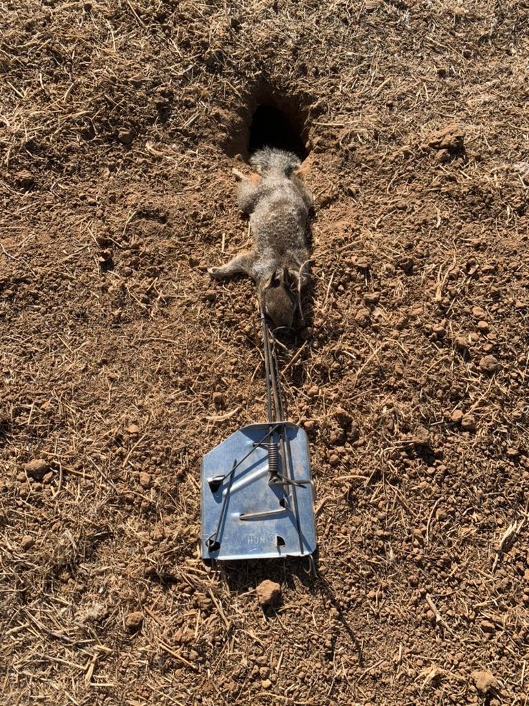 Cinch Gopher Trap Kit - Professional-Grade Gopher Traps That Work Best, Heavy Duty, Reusable Rodent Trapping System - Ideal for Lawns, Gardens, Ranches, and More - Outdoor Use, Small (3 Pack) customer photo 1