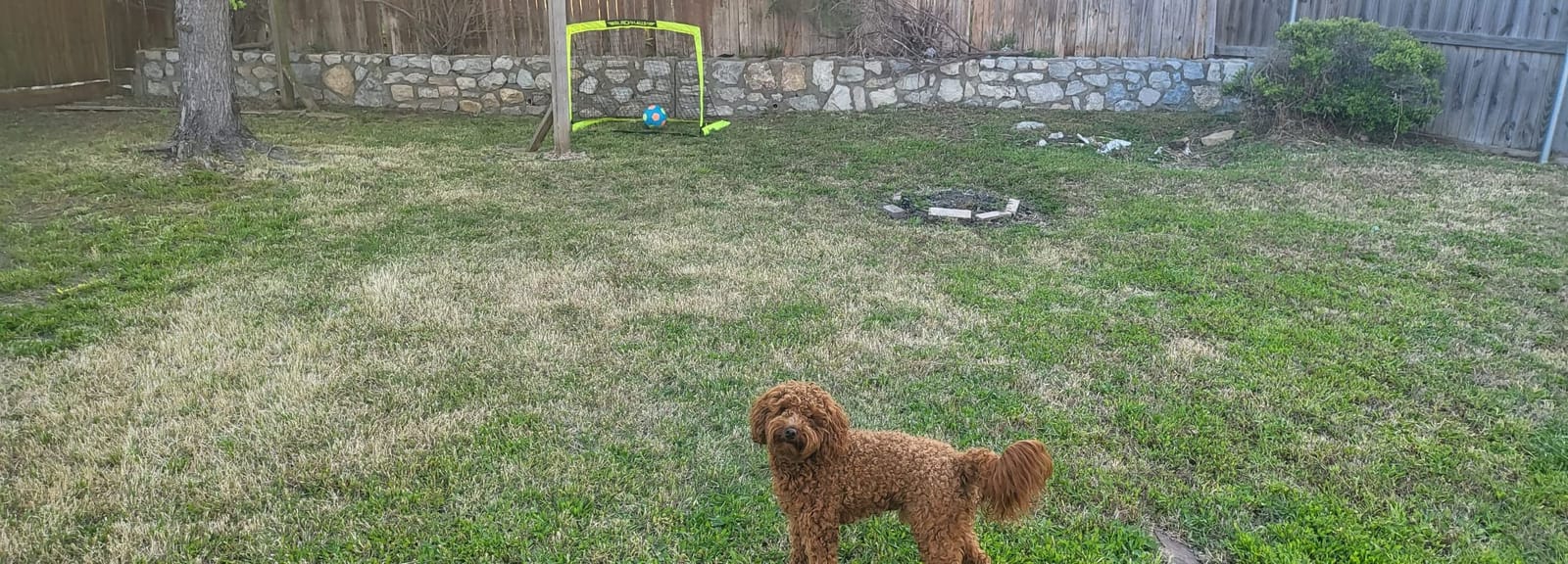 Franklin Sports Blackhawk Backyard Soccer Goal - Portable Pop Up Soccer Nets - Youth + Adult Folding Indoor + Outdoor Goals - Multiple Sizes + Colors customer photo 1