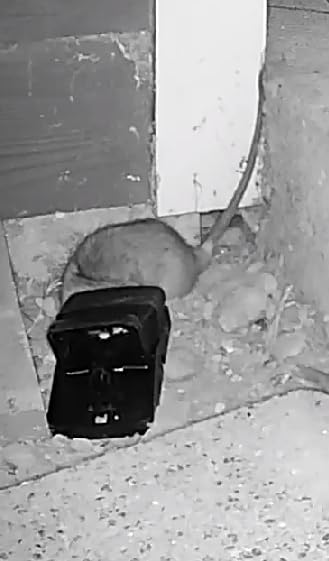 Tomcat Rat Snap Trap, 1 Rat Size Trap customer photo 2