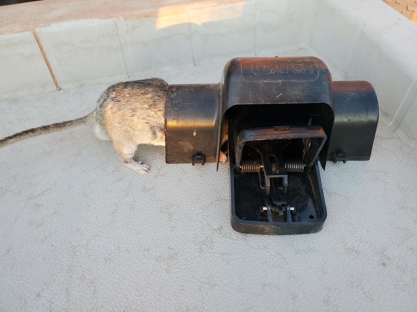 Rat Traps Indoor and Outdoor - Dual-Entry Large Rat Trap Outdoor and Indoor for Home, Garden and Restaurant with 99.9% Trap Rate | Easy to Use Rodent Traps with Safe Hands Free Design - UCatch customer photo 1