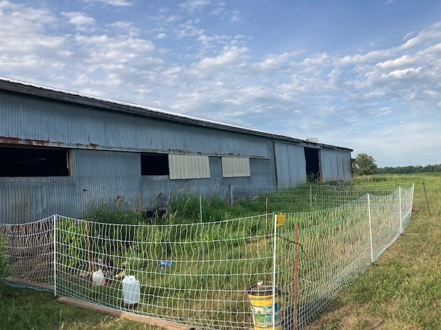 Electric Poultry Netting 48