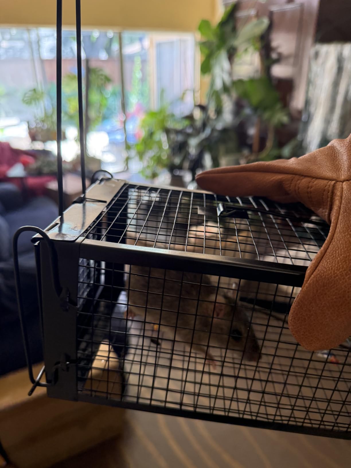 2-Pack Rat Traps Humane Live Mouse Vole Chipmunk Trap Cage (Black) customer photo 2