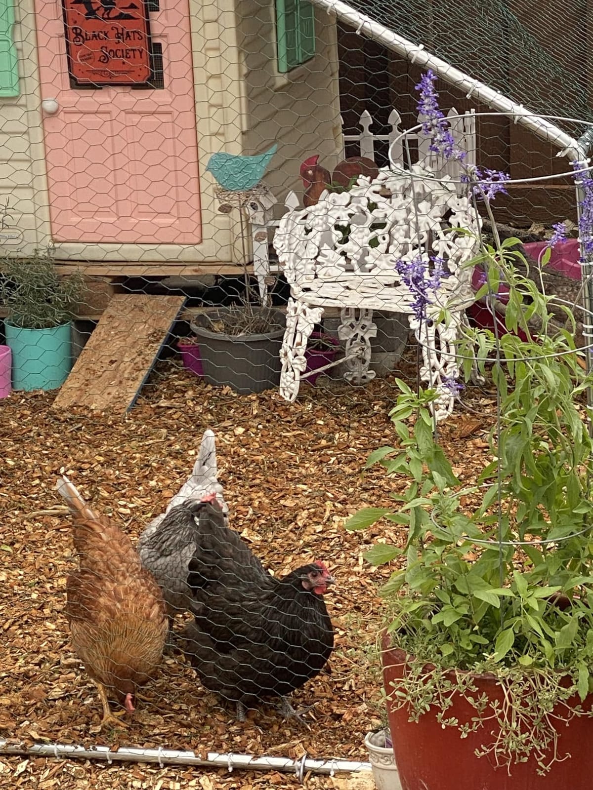 HITTITE Large Metal Chicken Coop with Run, 12.8 x 9.84 x 6.56 ft Walk in Poultry Cage Chicken Run Pen, Outdoor Chicken Runs for Yard with Waterproof & Anti-UV Cover customer photo 2