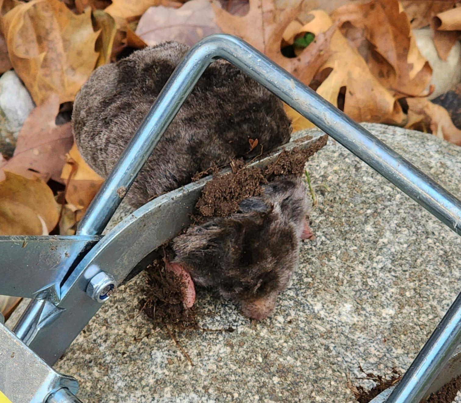 Mole Trap, Galvanized Steel Scissor Trap for Moles and Gophers, Silver customer photo 1