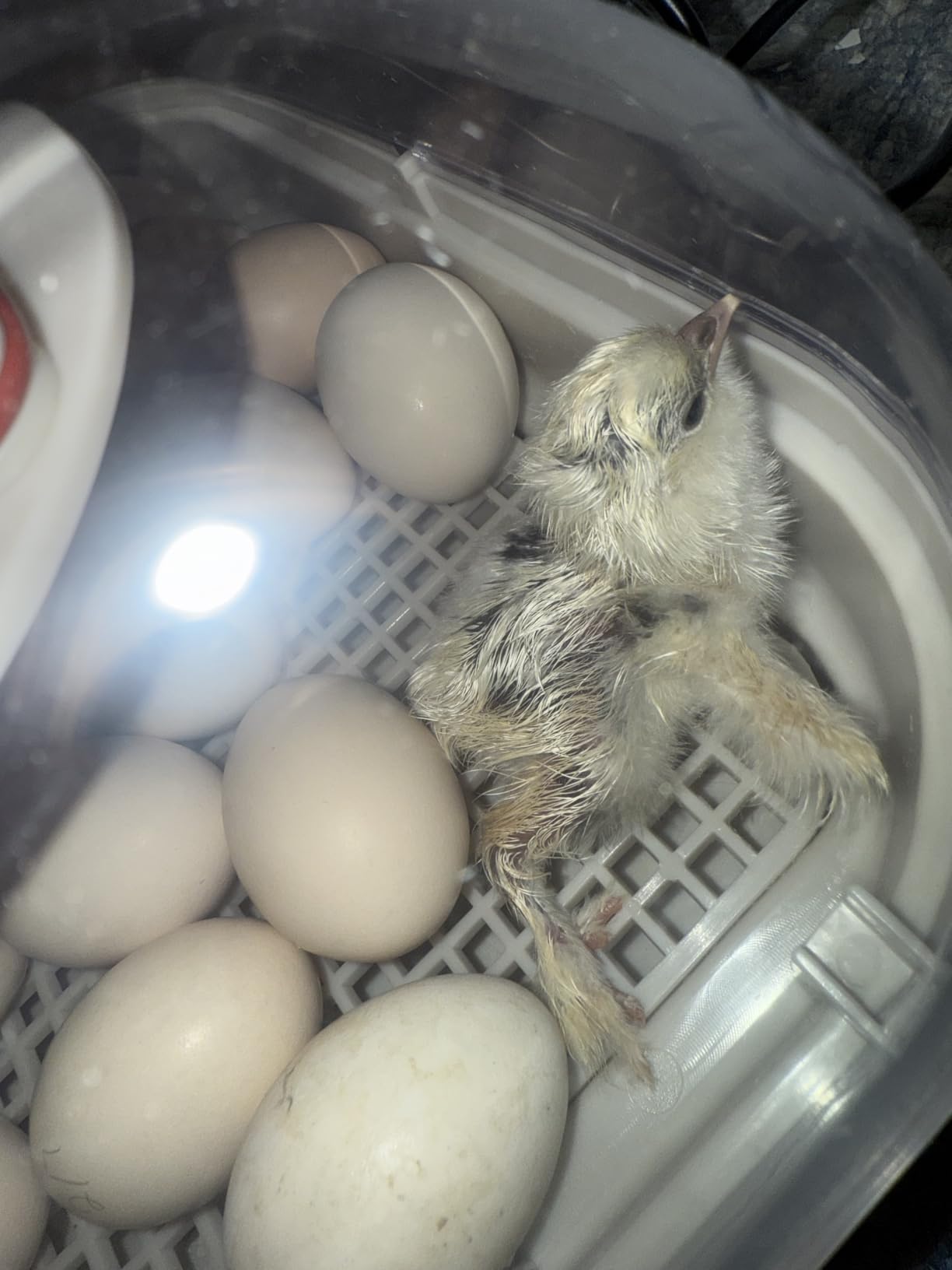 MATICOOPX 20 Egg Incubator with Humidity Display, Egg Candler, Automatic Egg Turner, for Hatching Chickens customer photo 2