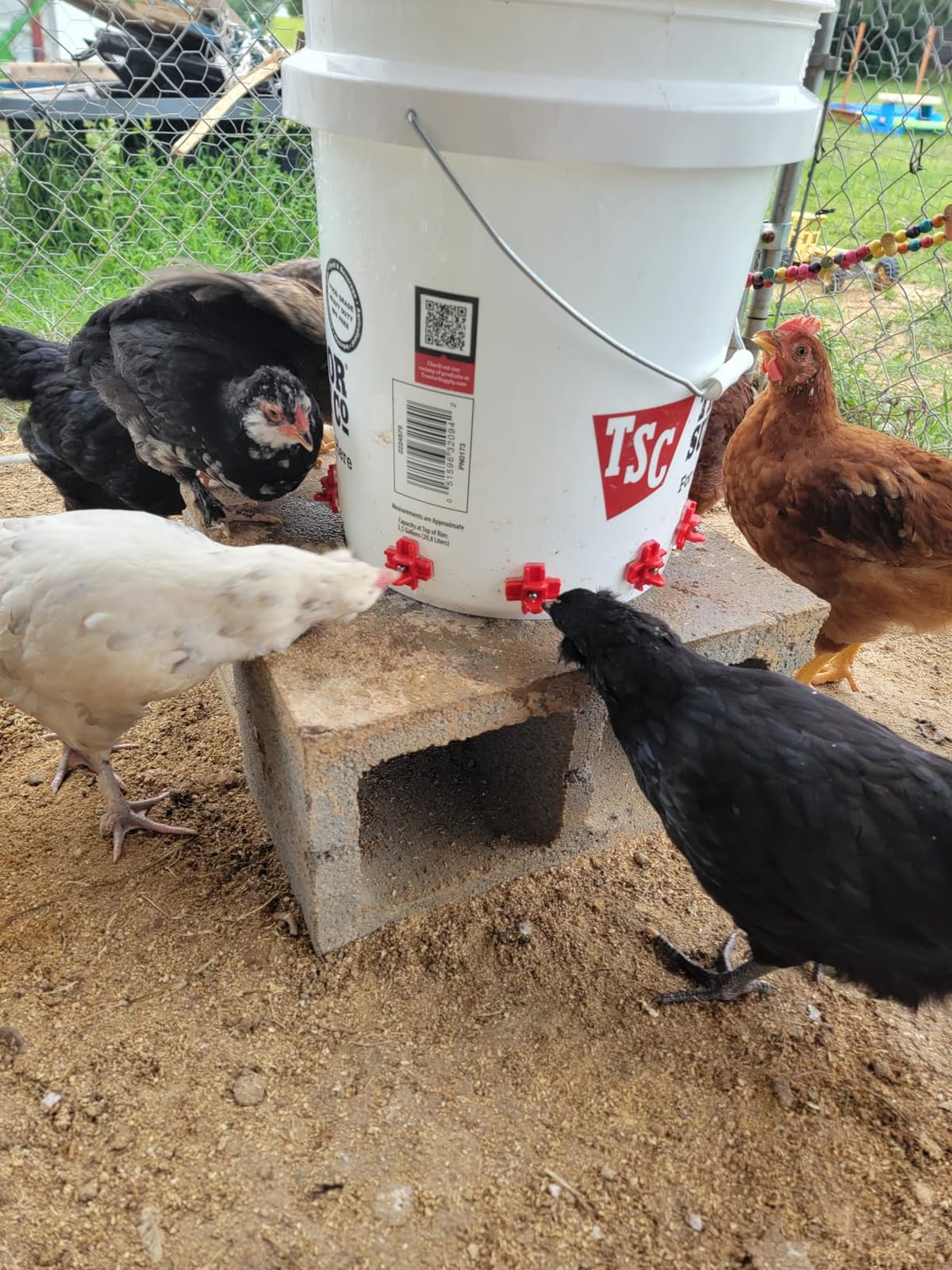 Automatic Chicken Waterer Nipples with Drill Bit (20 Pack Red) customer photo 2