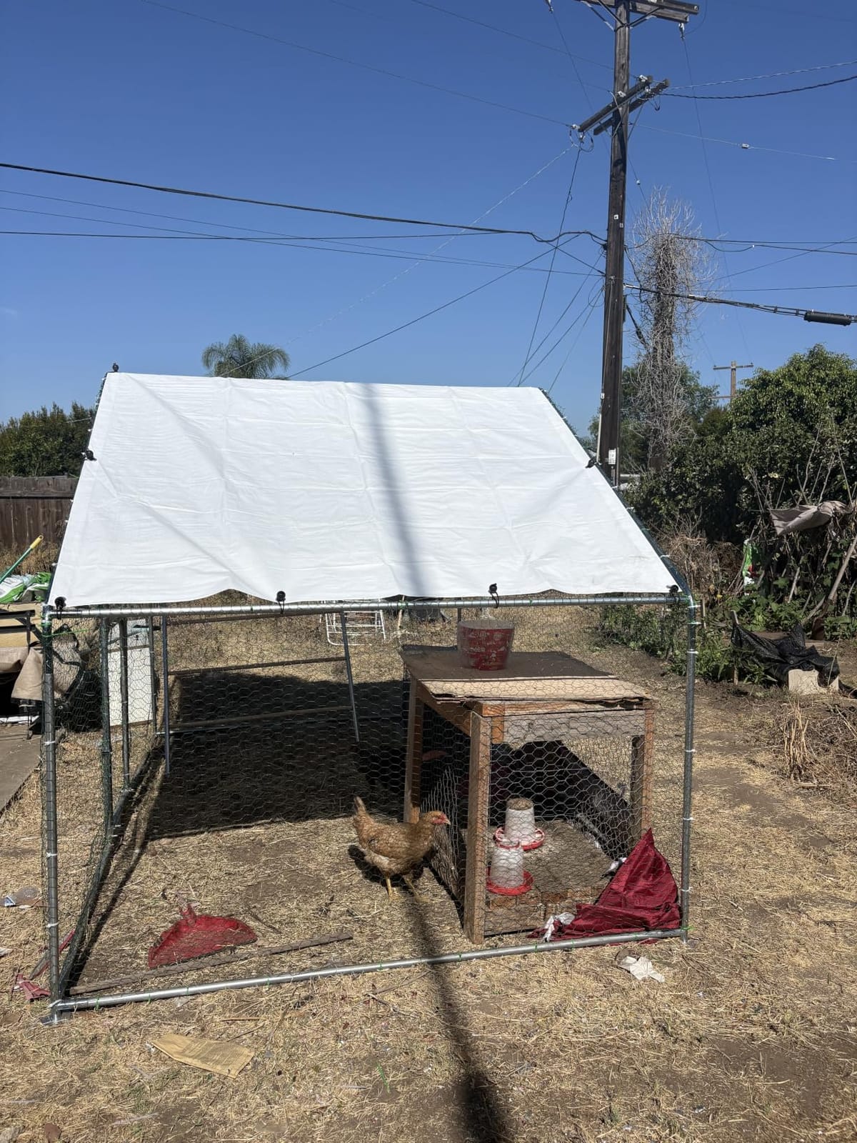 UDPATIO Large Metal Chicken Coop Walk in– Heavy Duty Outdoor Poultry Run with Protective Cover for 15-25 Chickens, Ducks, or Rabbits | Predator-Proof & Weather-Resistant customer photo 1