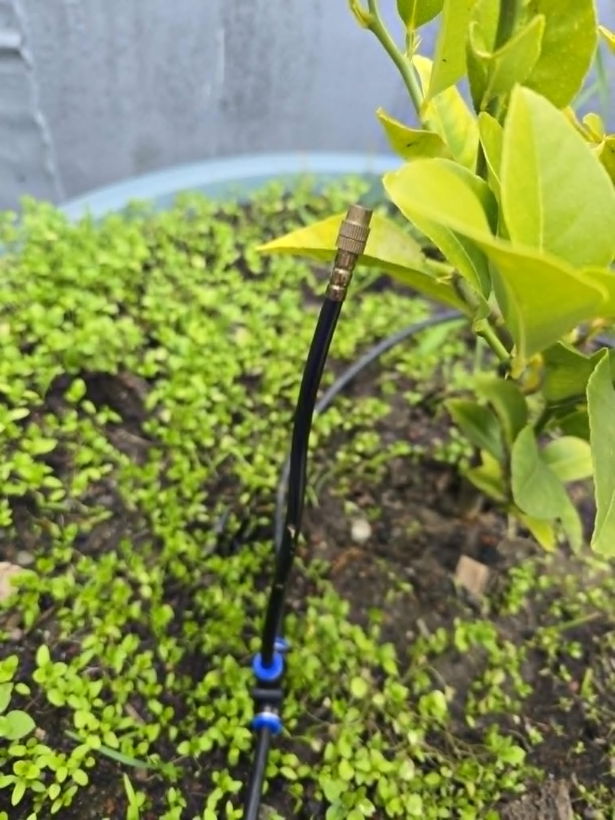 Bluepro 200FT Drip Irrigation System with 360° Adjustable Copper Nozzles customer photo 1