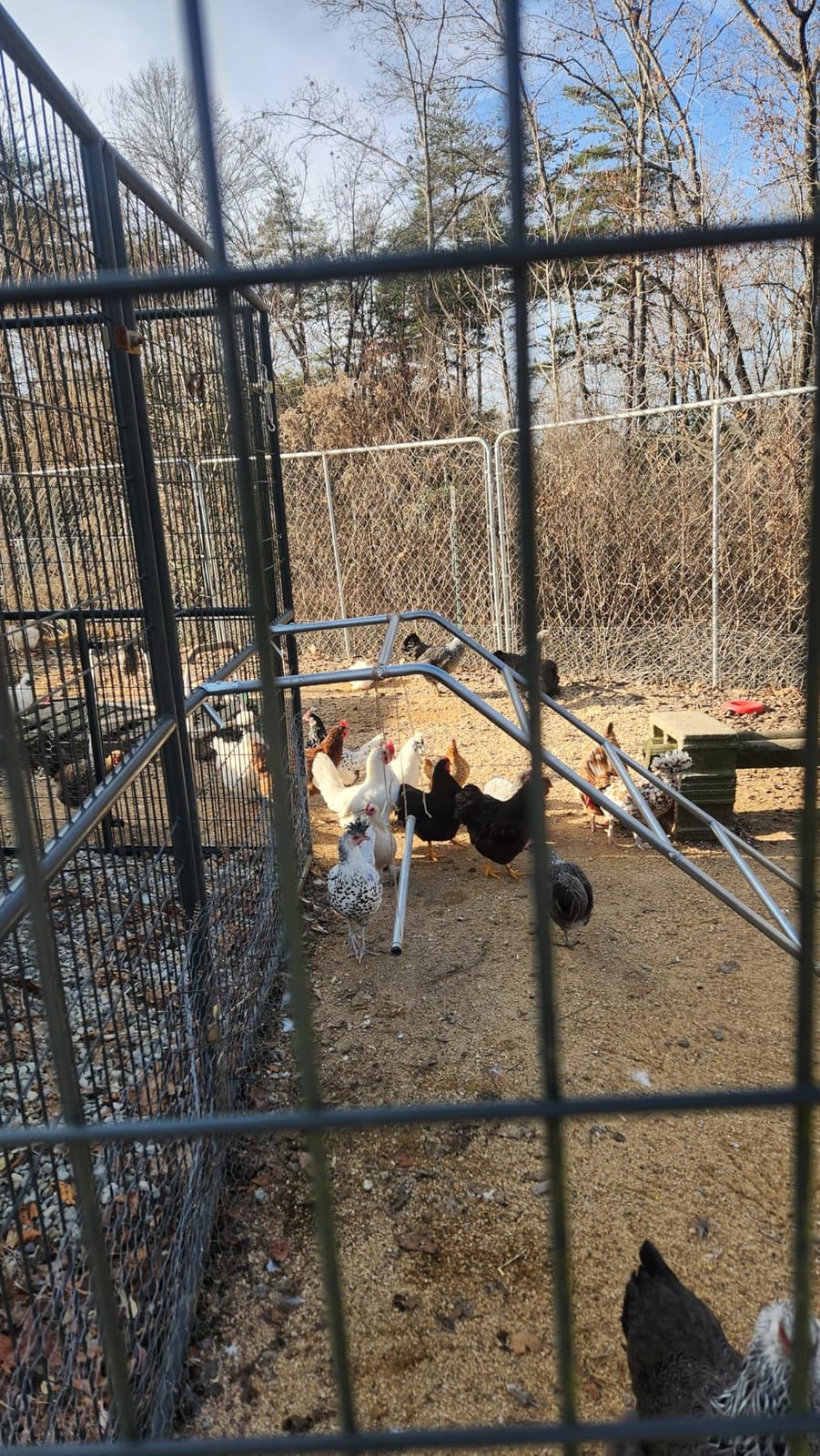 Quictent 18x9x6.6ft Large Metal Chicken Coop Run with Hardware Cloth customer photo 2