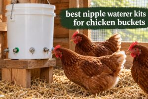 best nipple waterer kits for chicken buckets