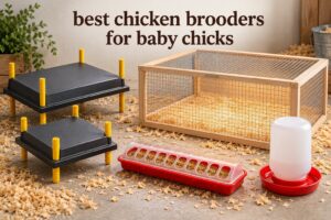 best chicken brooders for baby chicks